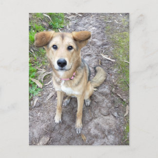 Carte Postale Portuguese Akita and German Shepherd mix female