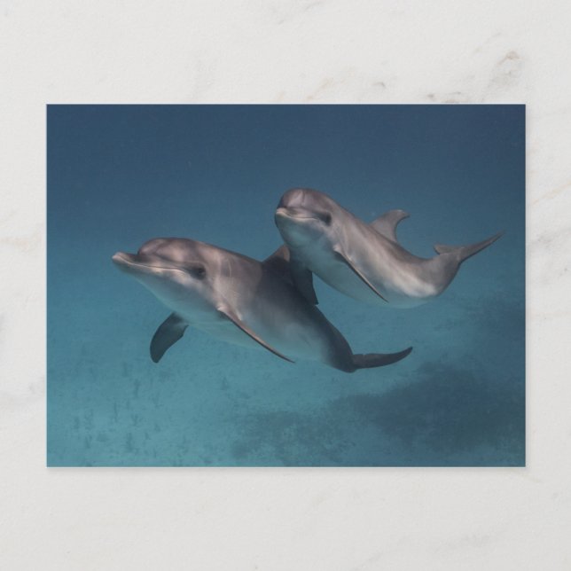 Carte Postale Pose joueuse (Devant)