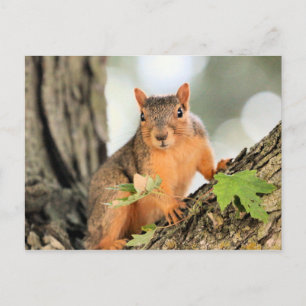 Carte Postale Pose parfaite