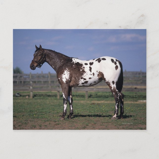 Carte Postale Position de cheval d'Appaloosa (Devant)