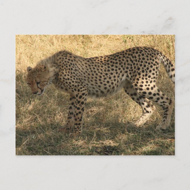 Carte Postale position du guépard (Devant)