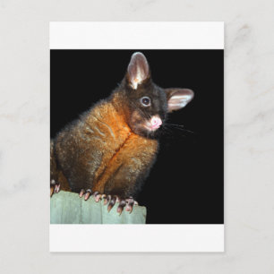 Carte Postale Possum la nuit