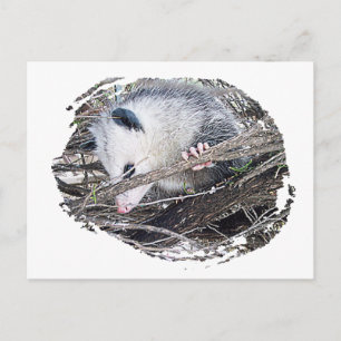 Carte Postale Possum Opossum