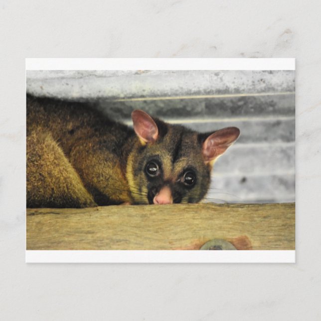 CARTE POSTALE POSSUM QUÉENLAND AUSTRALIE (Devant)