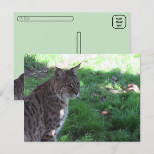 Carte Postale Post-croisement - Beau Bobcat dans un champ