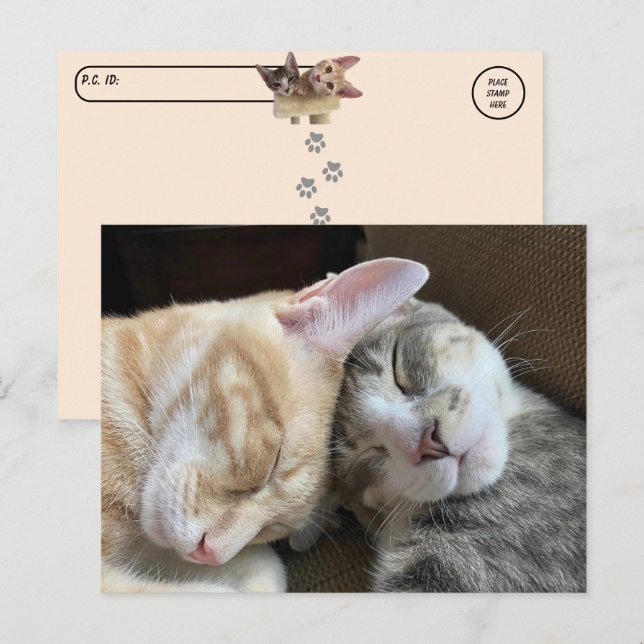 Carte Postale Post-croisement - Chatons dormant Taz et Tito Chat (Devant / Derrière)