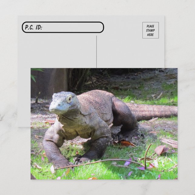 Carte Postale Post-croisement - Komodo Dragon à l'air doux (Devant / Derrière)