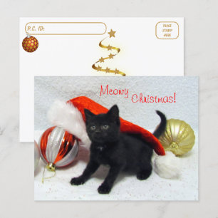 Carte Postale Post-croisement - Noël de Joon - Chat / Kitten