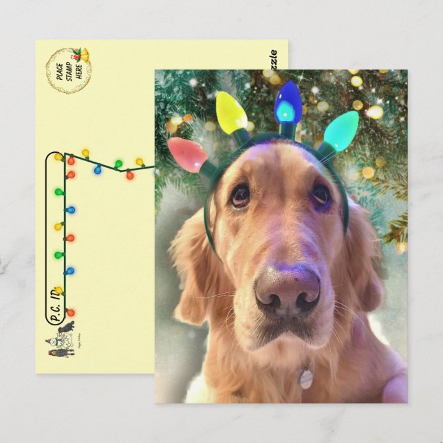 Carte Postale Post-croisement - Noël du Nova Golden Retriever (Devant / Derrière)