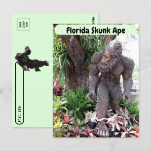 Carte Postale Post-croisement - Photo de Floride Skunk Ape