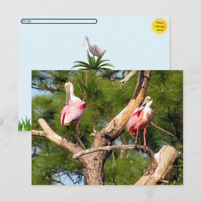 Carte Postale Post-croisement - Roseate Spoonbill - Florida Cart (Devant / Derrière)