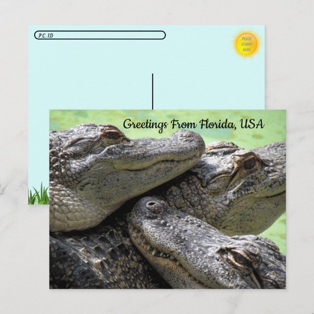 Carte Postale Post-croisement - Salutations de Floride Alligator (Devant / Derrière)