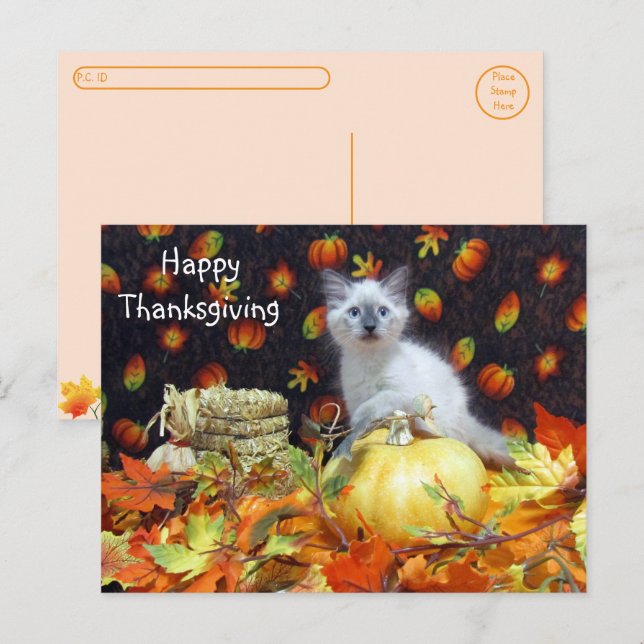 Carte Postale Post-croisement - Thanksgiving de Savannah Siamese (Devant / Derrière)