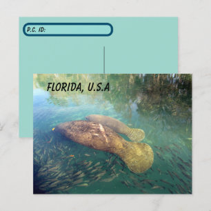 Carte Postale Post-traversée Floride Manatee et bébé avec boîte