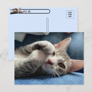 Carte Postale Post-traversée Tito Bandito Le Cutest Kitten / Cha