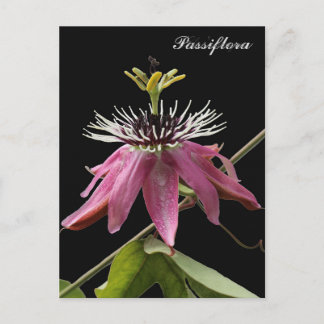 Carte Postale Postal de Passiflora
