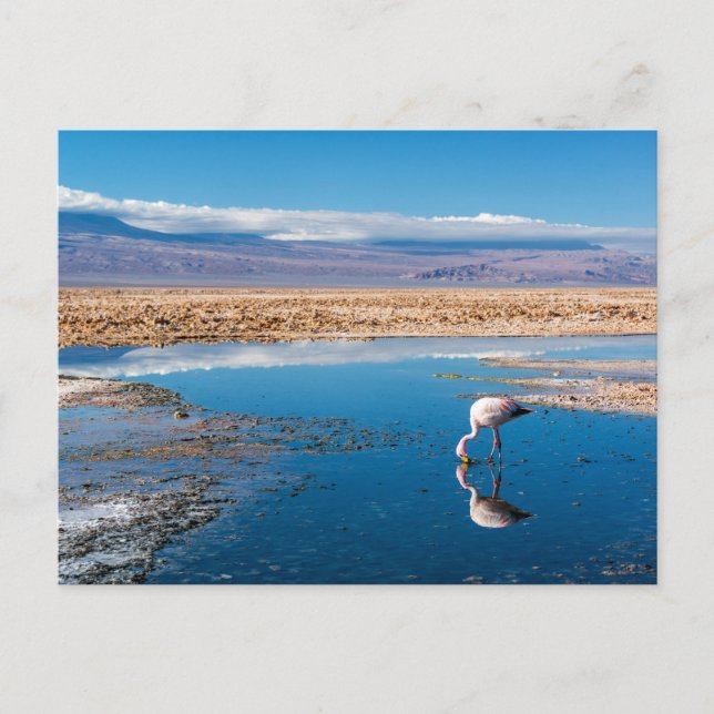Carte Postale Postal, Lago en San Pedro de Atacama, Chili (Devant)