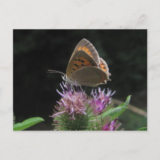 Carte Postale Postal mariposa