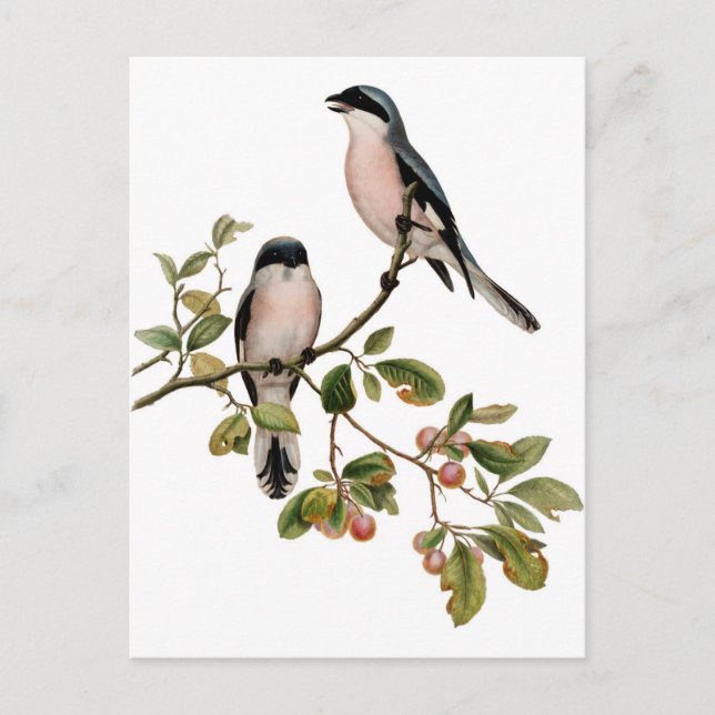 Carte Postale Postcard (Devant)