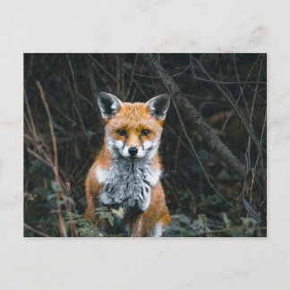 Carte Postale Postcard