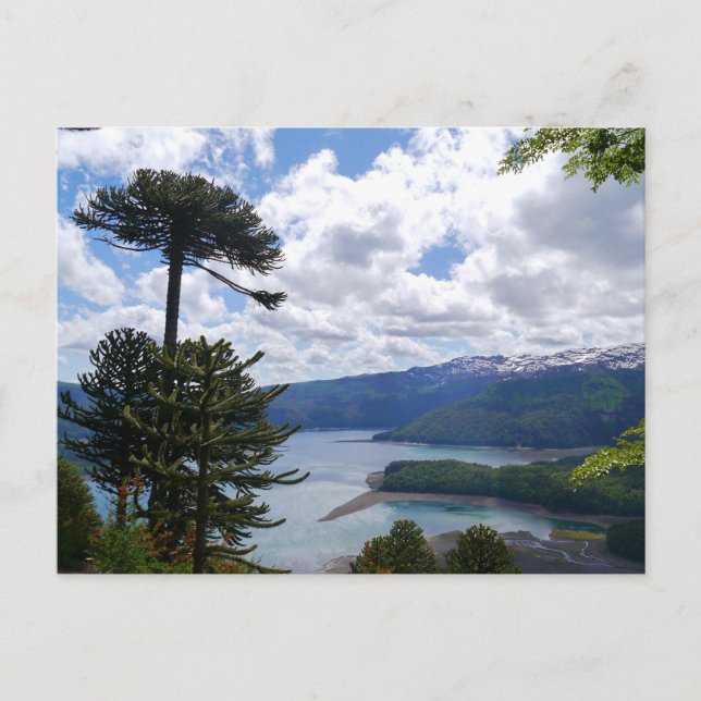 Carte Postale Postcard Araucaria araucana, Chili (Devant)