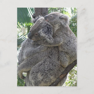 Carte Postale Postcard Koalas QLD Australia