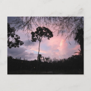 Carte Postale Postcard : Sunset World Floride