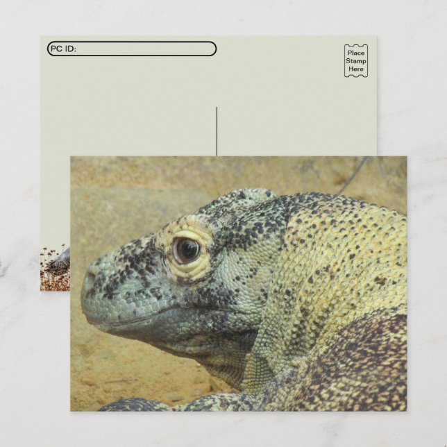 Carte Postale Poste - Komodo Dragon (Devant / Derrière)