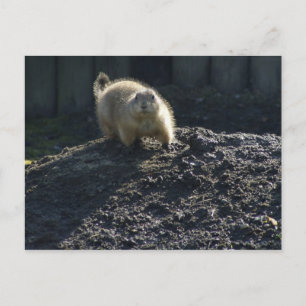 Carte Postale Poster de Gopher