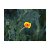 Poster de pavot Dreamen en Californie