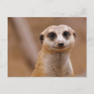 Carte Postale Poster Meerkat