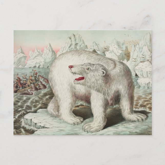 Carte postale Poster Ours Polaire (Devant)