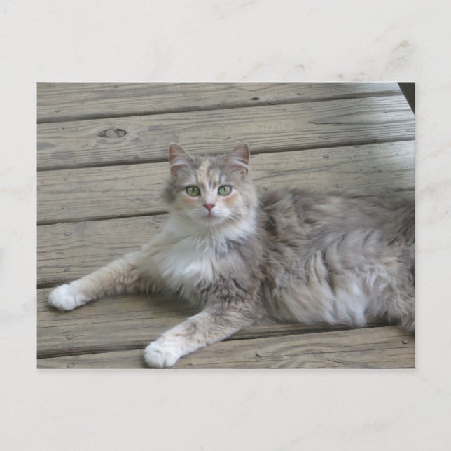 Carte Postale Poster un chat gris (Devant)
