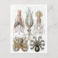 Poster vintage Ernst Haeckel Squids et poulpe