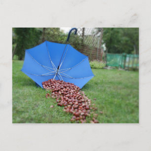 Carte Postale Postkarte - Kastanien sammeln