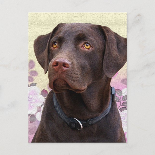 Carte Postale Postkarte Labrador Lorenzo (Devant)