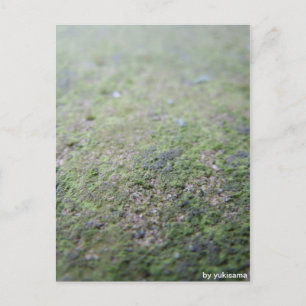 Carte Postale Postkarte - Moß