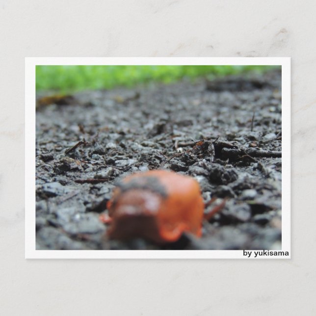 Carte Postale Postkarte - Nacktschnecke (Devant)