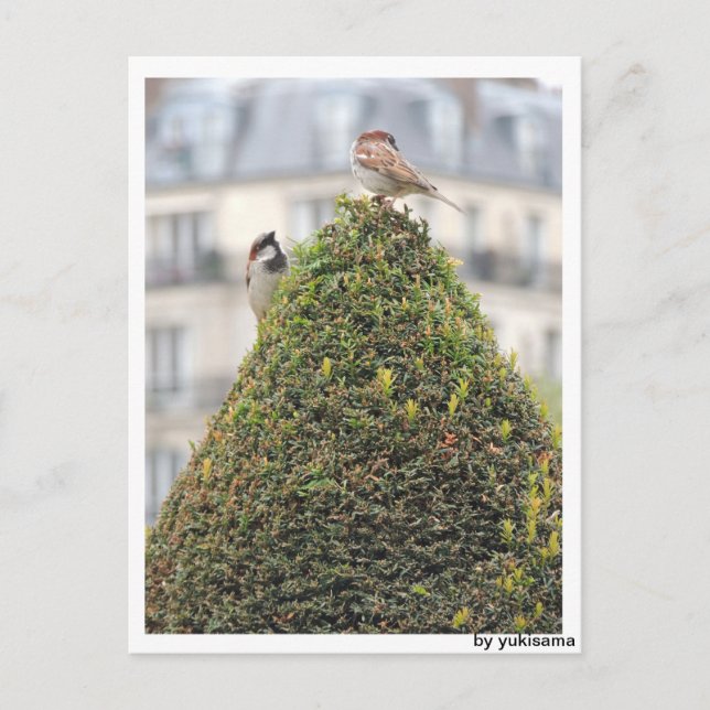 Carte Postale Postkarte - Vögel (Devant)