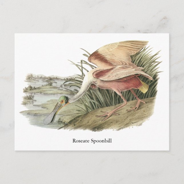 Carte Postale Pot-bec rose, John Audubon (Devant)