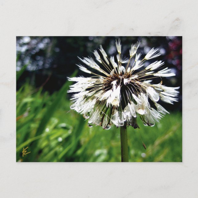 Carte Postale Pot de Dandelion avec Dew Nature paisible (Devant)