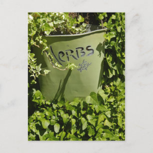 Carte Postale Pot d'herbe et lierre