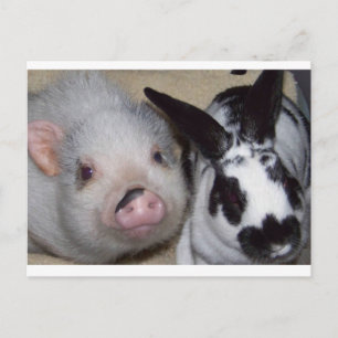 Carte Postale Potbelly Cochon et ami
