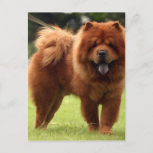 Carte Postale Pots de Chien Chow Chow