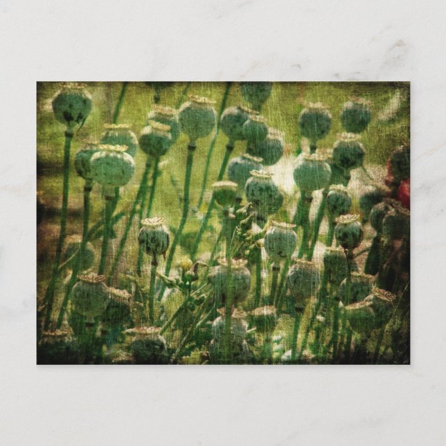 Carte Postale Pots de graines de fleurs de pavot (Devant)