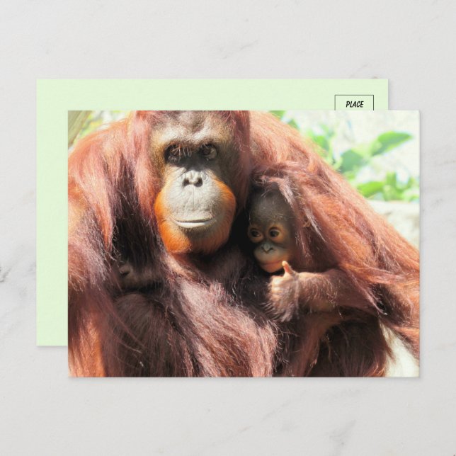 Carte Postale Pouce vers le haut Orangutan maman et bébé (Devant / Derrière)