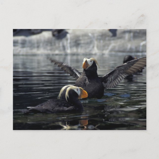 Carte Postale Pouffins touffus de l'Alaska (Devant)