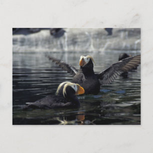 Carte Postale Pouffins touffus de l'Alaska