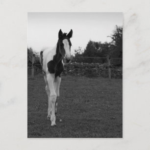 Carte Postale poulain