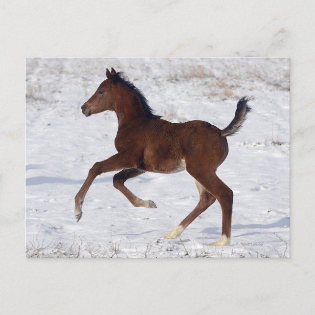 Carte Postale Poulain arabe dans la neige (Devant)